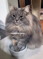 Я умываю лапки
